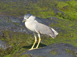 Black-crowned Night Heron